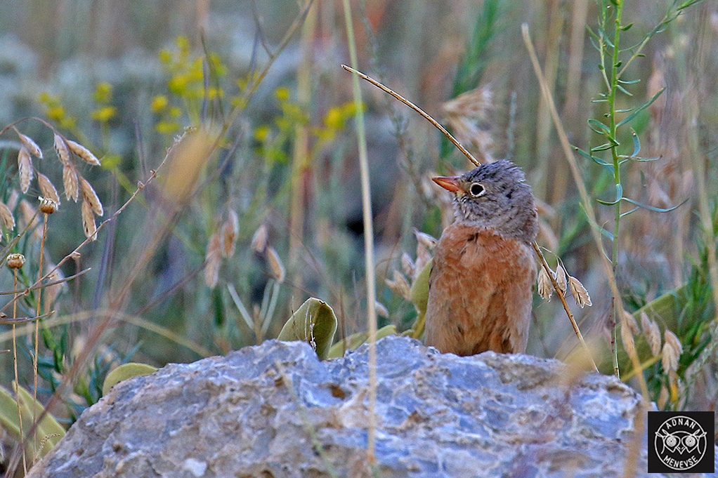 Gray-necked Bunting